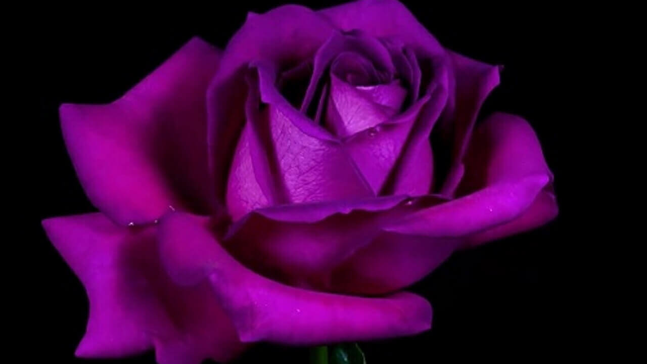 香港Sony Mobileが「Xperia Z3」PURPLE登場を匂わせる動画を公開