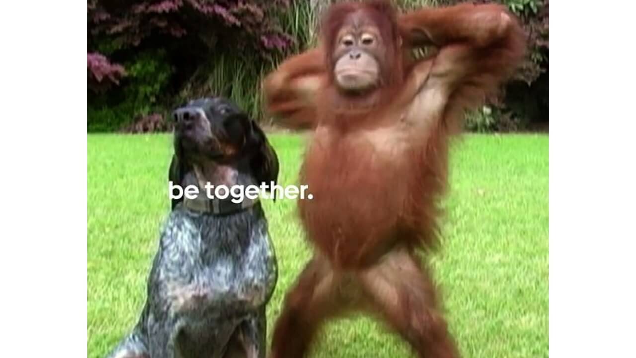 Google、動物が登場するAndroidプロモーション動画公開