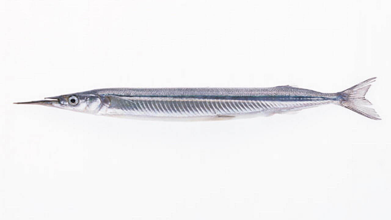 Halfbeak