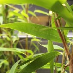 Prive by BlackBerry-1