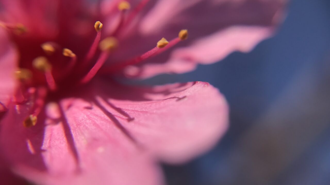 「bitplay SNAP! 7」+iOSアプリ「ProCamera」アスペクト比16:9撮影撮影