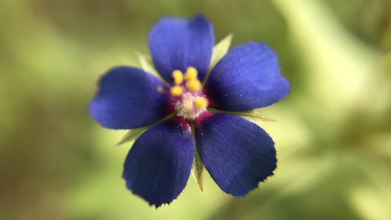 iPhoneカメラ拡張ケース「bitplay SNAP! 7」上手に撮影するコツ