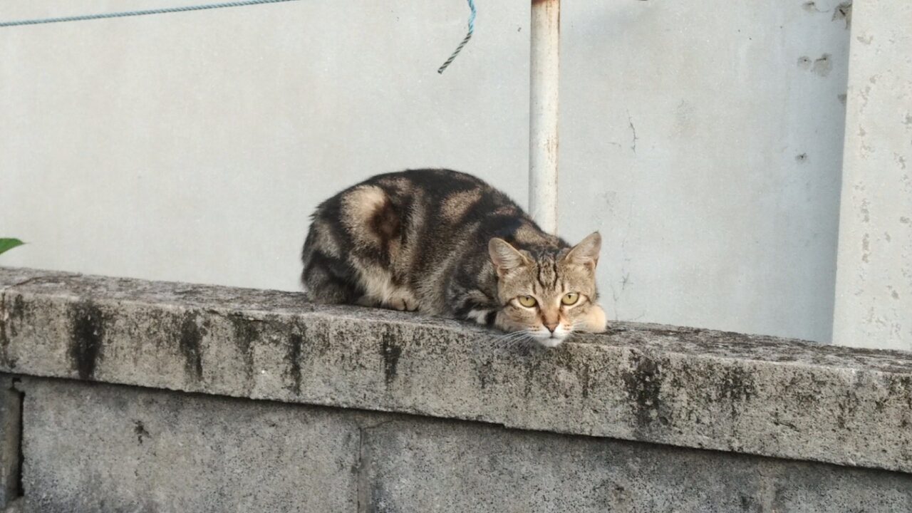 新居周辺を散歩しながら「KEYone」で撮影【コラム】