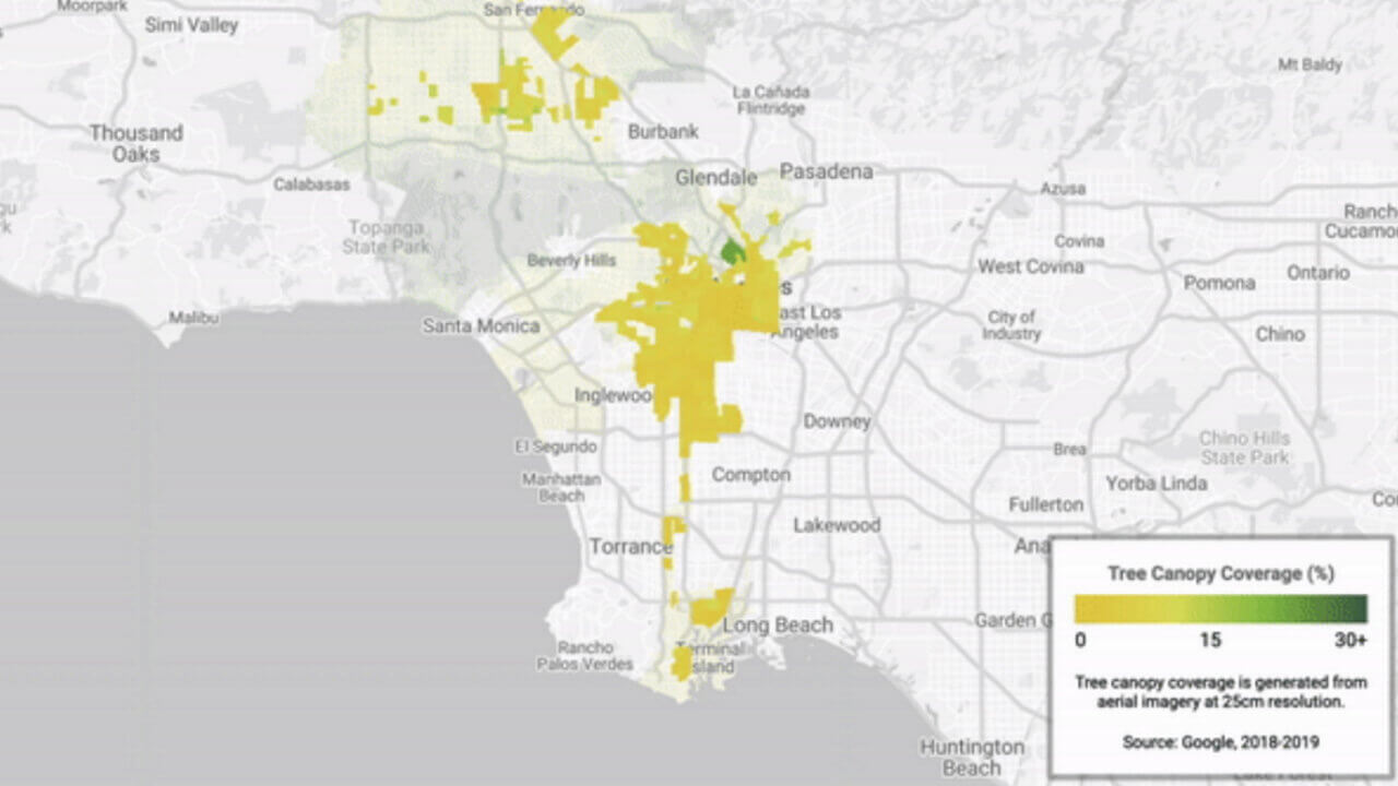 Tree Canopy Insights