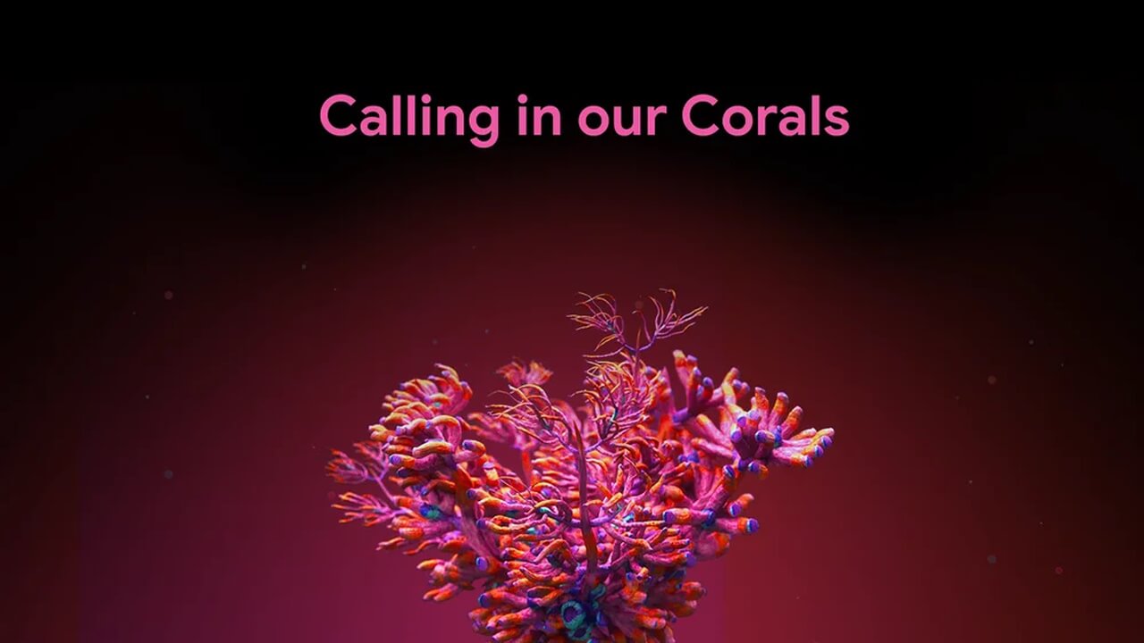 Calling in Our Corals